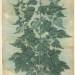 Botanical Specimen (Motherwort or 